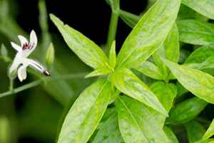 ฟ้าทะลายโจร-ต้น ฟ้าทะลายโจร-ต้น