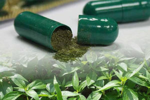 ฟ้าทะลายโจร-ยาชนิดเมล็ด ฟ้าทะลายโจร-ยาชนิดเมล็ด