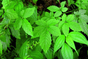 สมุนไพรเพิ่มสมรรถภาพ-เจียวกู่หลาน