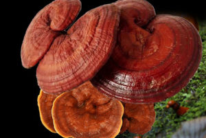 สมุนไพรเพิ่มสมรรถภาพ-เห็ดหลินจือทำปก